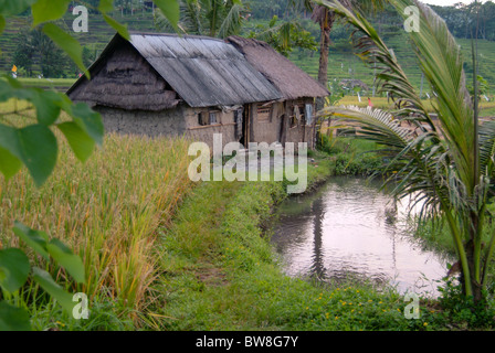 Sideman, Bali è una delle più belle valli sulla terra. Verde vibrante di campi di riso terrazzati per quanto l'occhio può vedere. Foto Stock