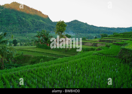 Sideman, Bali è una delle più belle valli sulla terra. Verde vibrante di campi di riso terrazzati per quanto l'occhio può vedere. Foto Stock