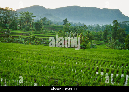 Sideman, Bali è una delle più belle valli sulla terra. Verde vibrante di campi di riso terrazzati per quanto l'occhio può vedere. Foto Stock