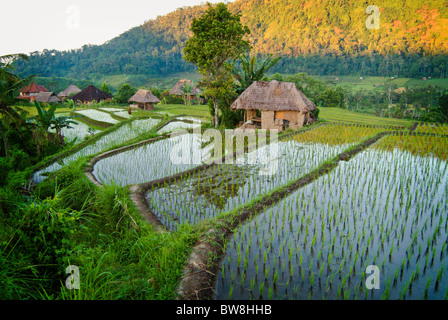 Sideman, Bali è una delle più belle valli sulla terra. Verde vibrante di campi di riso terrazzati per quanto l'occhio può vedere. Foto Stock