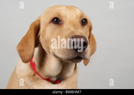 Golden Labrador retriever chiamato Lester. Egli è di 6 mesi di età. Foto Stock