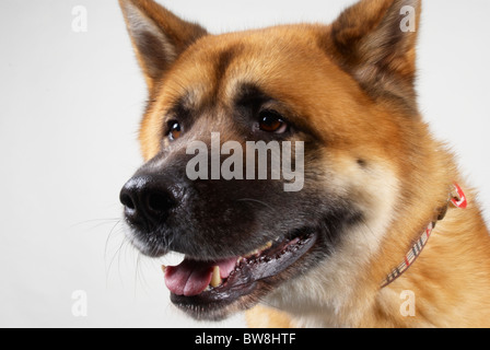 Giapponese Akita chiamato Kendo (di età compresa tra i 4 anni). Foto Stock