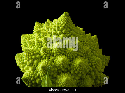 Roman broccoli isolati su sfondo nero Foto Stock