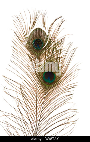 Due peacock feather isolati su sfondo bianco; Foto Stock