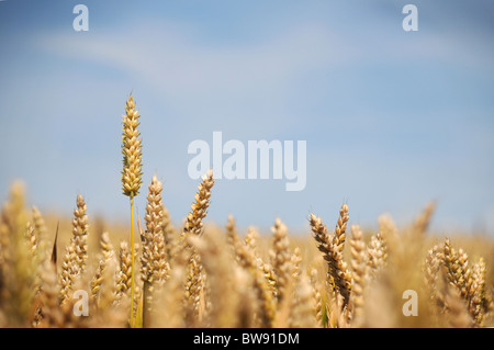 Spighe di grano crop visto contro un cielo blu, selectivly la focalizzazione su una prominant uno Foto Stock