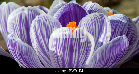 Crocus petali di fiori apertura nella luce del sole primaverile, DEVON REGNO UNITO Foto Stock