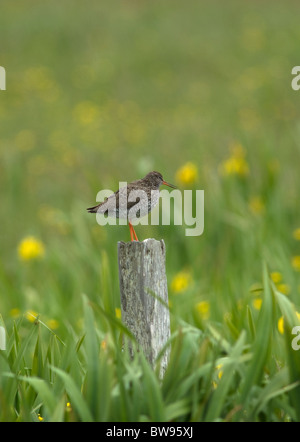 Redshank nella sua riproduzione estiva habitat sul Sud Uist prato paludi, Ebridi Esterne Soctland. SCO 6496 Foto Stock