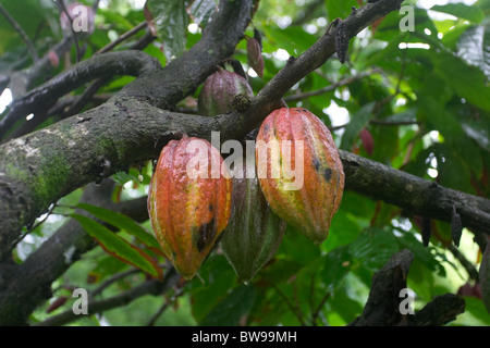 Frutti di cacao, Theobroma Cacao, Tobago, dei Caraibi Foto Stock
