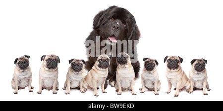 Un enorme cane di Terranova e otto pugs seduto in una riga isolata su uno sfondo bianco Foto Stock