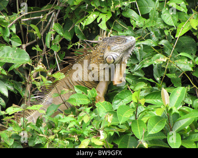 Un grande maschio adulto comune (iguana Iguana iguana) di appoggio alta in un albero nel Parco Nazionale di Tortuguero in Costa Rica. Foto Stock