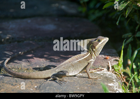 Un maschio adulto Striped basilisco (Basiliscus vittatus) su un patio in pietra in Sarapiqui, Puntarenas, Costa Rica. Foto Stock