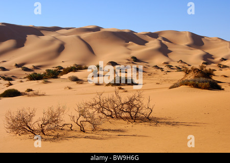 Wadi con sparse remainigns della vegetazione originale, Awbari sabbia Mare e deserto del Sahara, Libia Foto Stock