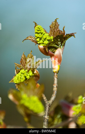 Platano (Acer pseudoplatanus) bud in apertura nella primavera Foto Stock