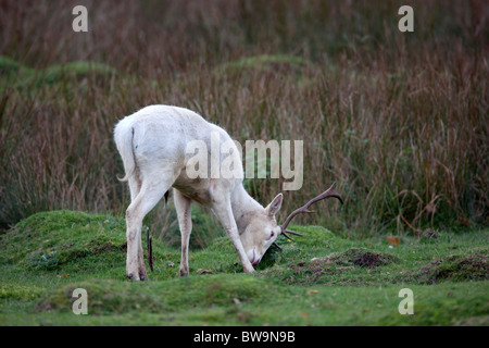 Daini; Dama Dama; bianco stag; Foto Stock