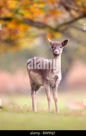 Daini; Dama Dama; femmina; Foto Stock