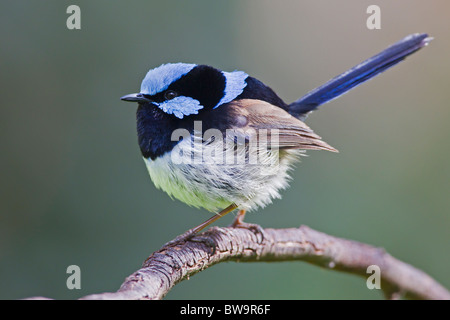 Superba FAIRY-WREN appollaiato su un ramo Foto Stock