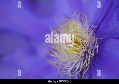 Ripresa macro di un clematide testa di fiori Foto Stock