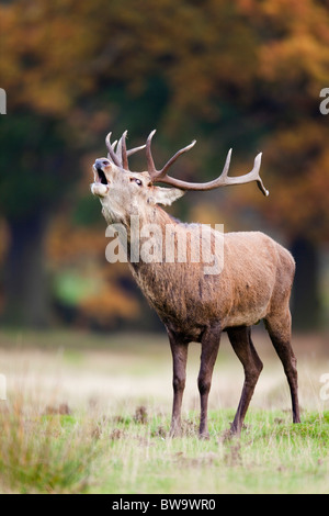 Red Deer; Cervus elaphus; feste di addio al celibato muggito; Foto Stock