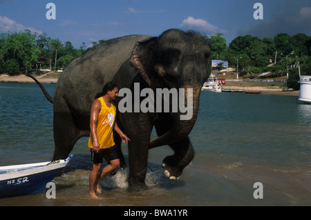 Circus elephant con il suo allevatore prendendo un bagno nel fiume Tapajos ALTER DO CHAO ( Bacino Amazzonico ) dello stato di Pará BRASILE Foto Stock