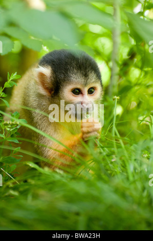 Carino Scimmia di scoiattolo (Saimiri) Subfamiglia: saimiriinae Foto Stock
