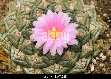 Roccia viva fiore di cactus Foto Stock