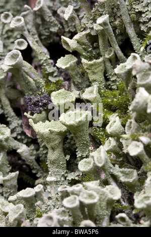 Chiusura del lichen Pixie Cup (Cladonia chlorophaea) con alcune specie di muschi tra, South-Holland, Paesi Bassi Foto Stock