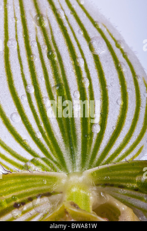 Paphiopedilum venustum, specie di orchidee, estinto nel selvaggio, nativo di India, Bangladesh, Himalaya, Bhutan e Nepal, Yunnan, Cina Foto Stock