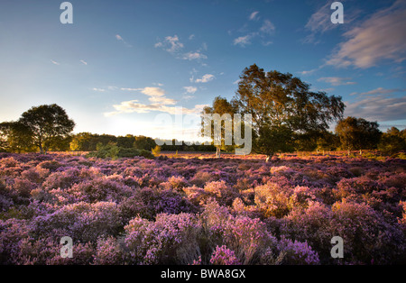 Heather in fiore a Westleton Heath, Suffolk, Regno Unito Foto Stock