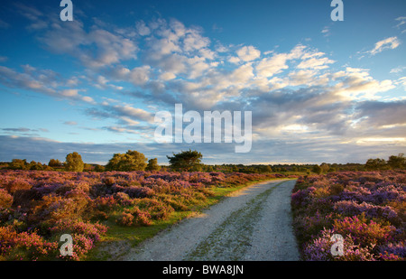 Heather in fiore a Westleton Heath, Suffolk, Regno Unito Foto Stock