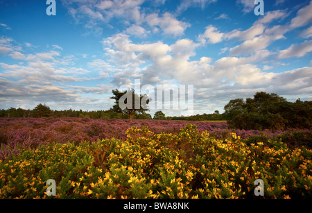 Heather in fiore a Westleton Heath, Suffolk, Regno Unito Foto Stock