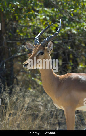 Voce maschile Impala Aepyceros melampus Parco Nazionale Kruger Sud Africa Foto Stock