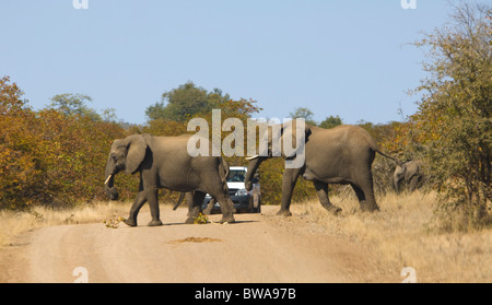 Gli elefanti attraversando la strada Parco Nazionale Kruger Sud Africa Foto Stock