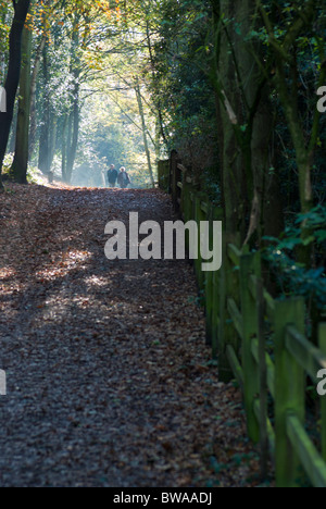 Un giovane a piedi lungo un sentiero di bosco su un luminoso mattino d'autunno. Foto Stock