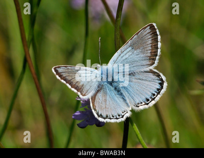 Chalkhill Blue Butterfly - Lysandra coridon maschio Foto Stock
