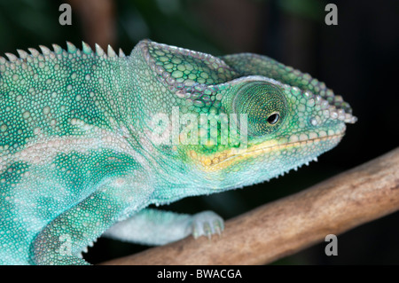 Panther chameleon da nosy be Madagascar Furcifer pardalis Foto Stock
