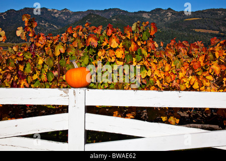 Zucca bianco sul palo da recinzione nei vigneti, Napa, CALIFORNIA, STATI UNITI D'AMERICA Foto Stock