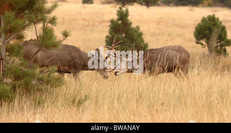 Mule Deer bucks sparring durante l'autunno rut. Foto Stock