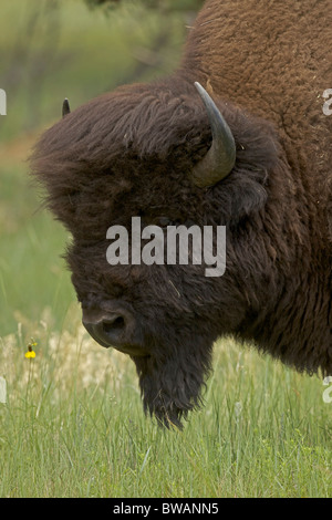 I bisonti americani (Bison bison) Wyoming - Maschio in rut - comunemente chiamato buffalo Foto Stock