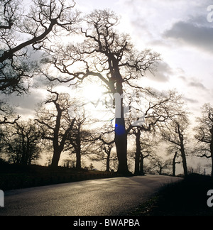 Inverno nel Parco di Richmond Surrey UK Foto Stock