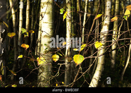 Le ultime foglie di autunno del argento betulla Foto Stock