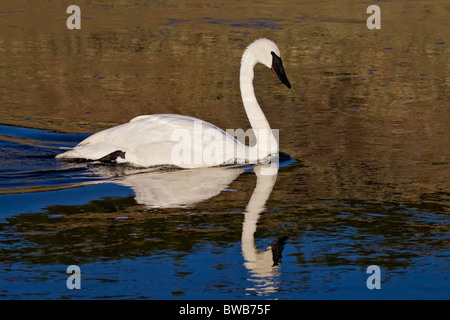 Un North American Trumpeter Swan alimentando il golden acque del fiume Maddison Foto Stock