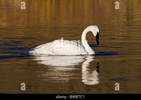 Un North American Trumpeter Swan alimentando il golden acque del fiume Maddison Foto Stock