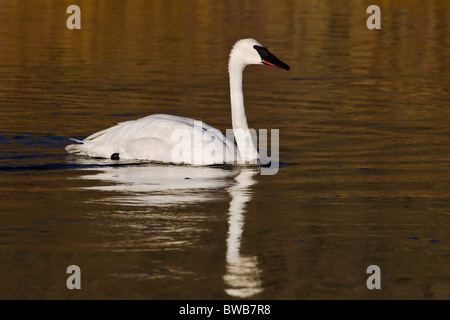 Un North American Trumpeter Swan alimentando il golden acque del fiume Maddison Foto Stock