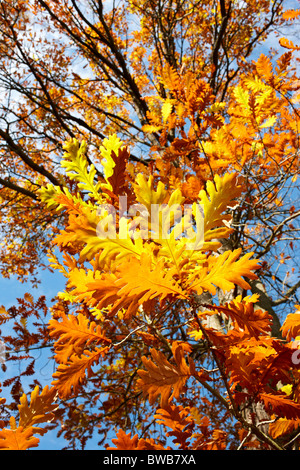 Quercus frainetto - rovere ungherese, autunno Foto Stock