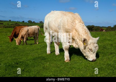Charolais Torello, bovini vicino Carrowmore, nella contea di Sligo, Irlanda Foto Stock