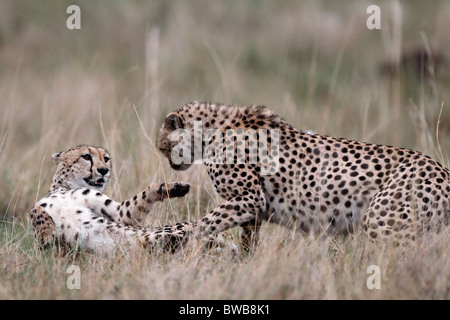 Due ghepardi play-fighting, Masai Mara Game Reserve, in Kenya. Foto Stock