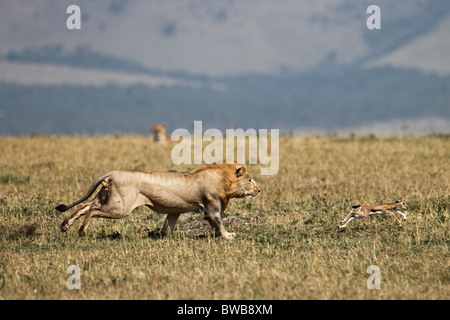 Maschio di Lion è la caccia poco Thompson, Loewe jagd Thompsonkitz. Masai Mara Game Reserve, in Kenya. Foto Stock