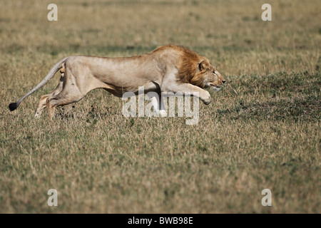 Voce maschile Masai Mara lion stalking, Kenya. Foto Stock