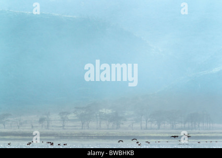 Lake Nakuru nella nebbia mattutina, in Kenya. Foto Stock