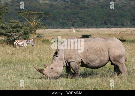 White Rhino pascolo, Lake Nakuru Nationalpark, Kenya. Foto Stock